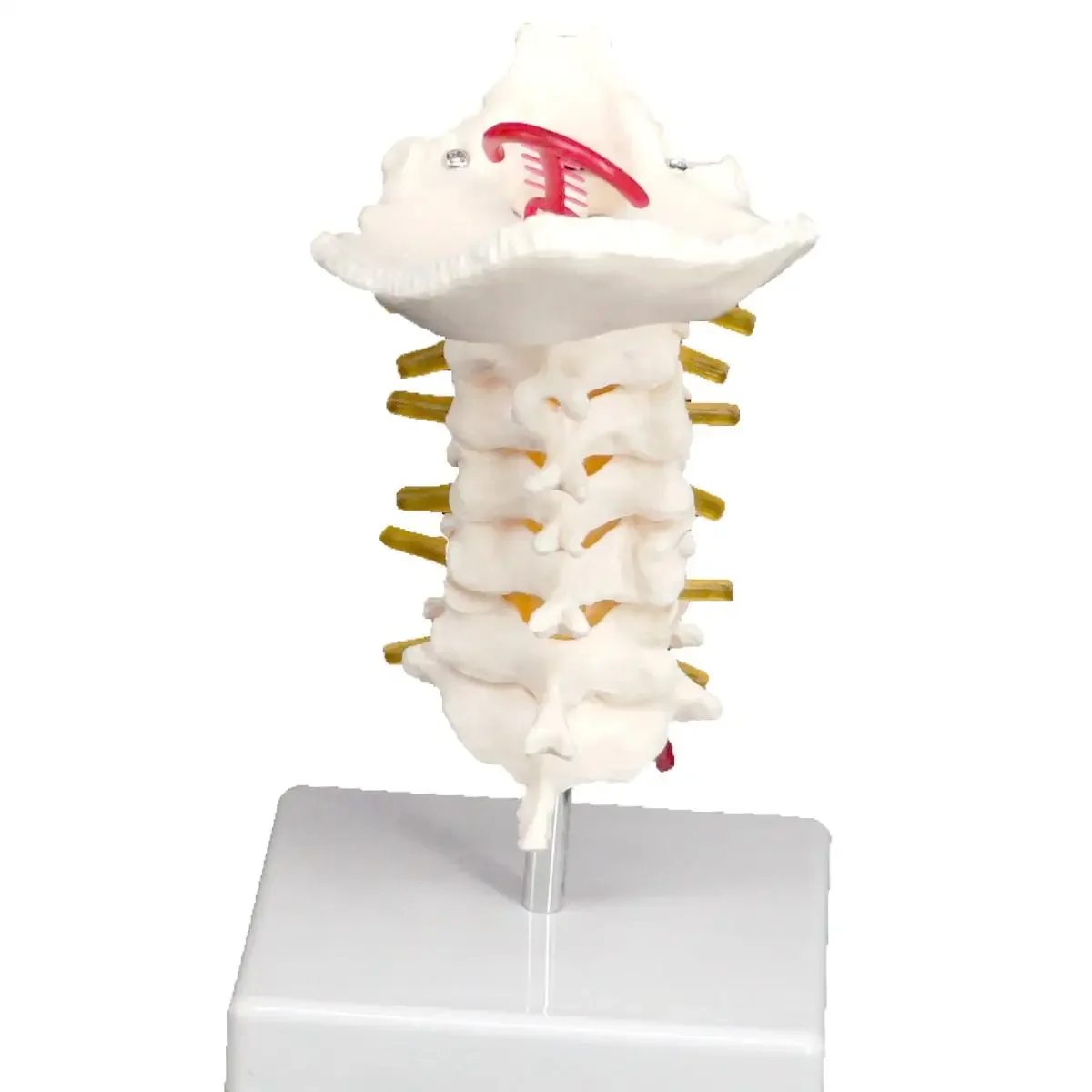 Occipital Spinal Arteria Spine Nerves Cervical Vertebrae Orthopedic Model Teaching Training Aid Education