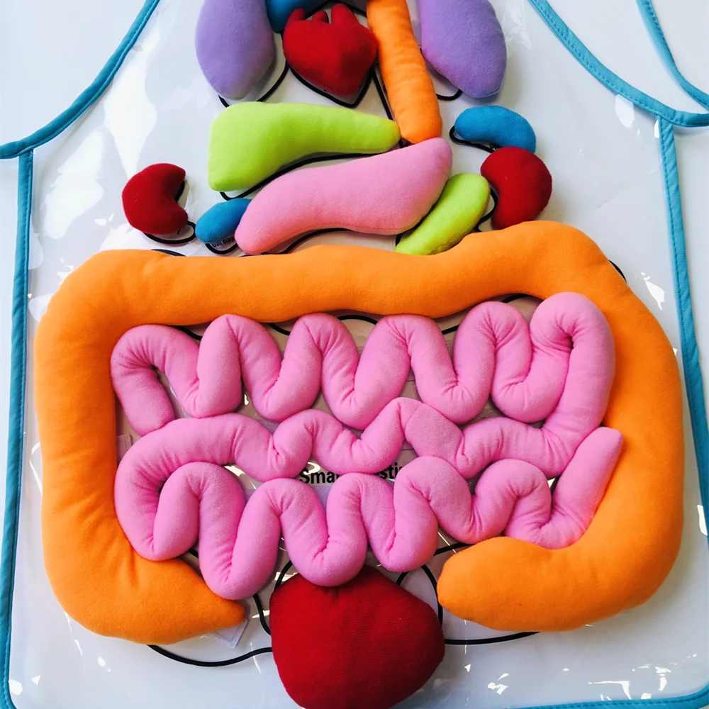 Human Organ Cognition Apron Montessori Biology Materials Early Educational Equipment To Learn Body Teaching Aids