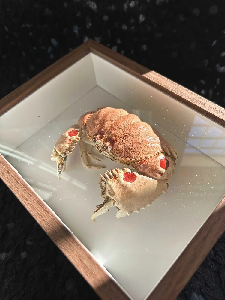 Brown crab crab specimen photo frame finished real crab making collection gift