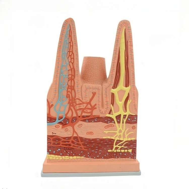 Small intestine villi anatomy model digestive system model gastric model teaching