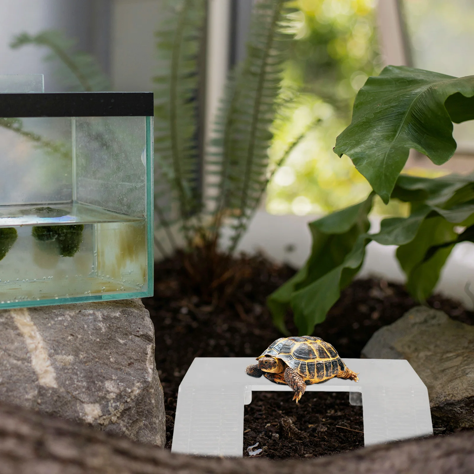 

Turtle Basking Platform with Suction Cups Floating Reptile Dock for Aquarium Tank Decor Ideal Basking Area for Turtles Frogs and