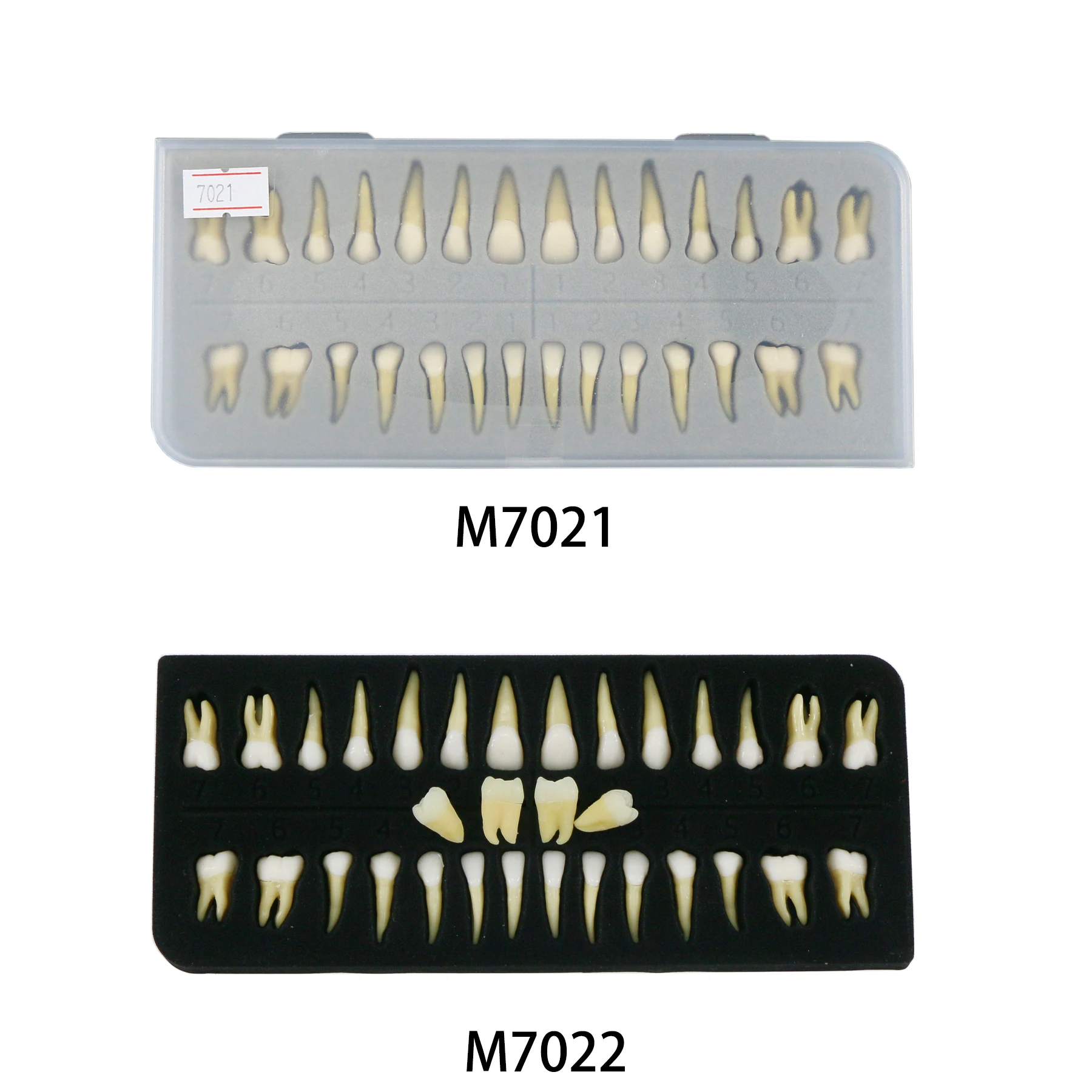 

Dental Teeth Demonstration Teach 28 Pcs 32PCS 1:1 Study Model Tooth M7021 M7022