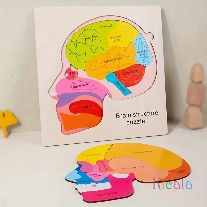 لعبة ألغاز تعليم تشريح الدماغ الخشبي للأعمار من 3 سنوات فما فوق، لعبة تعليمية معرفية متعددة الألوان لألعاب مونتيسوري للعلوم المبكرة