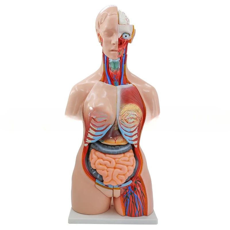 85CM anatomical model of male and female human organ structure, teaching of trunk models