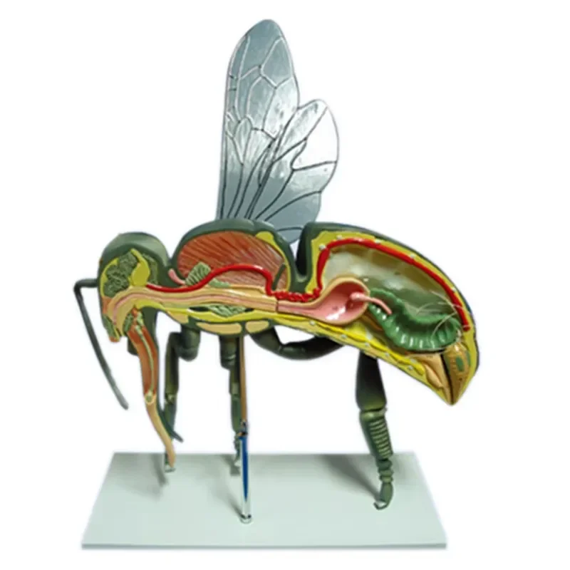 GFRP Bee Anatomy Model, Glass‑Fiber‑Reinforced Plastic Beekeeping Teaching & Apiculture Educational Mold