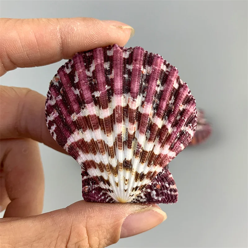 

2pcs/Lot Crimson Oil Painting Scallops Marine Specimens Collection Lovely Home Decoration Mediterranean Style Conch Shells