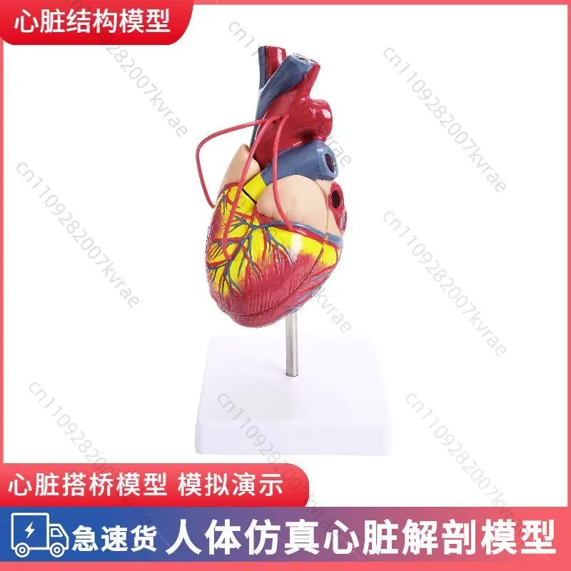 Real Scale Human Heart Silicone Training Model, Heart Tissue Science Teaching Display Tool