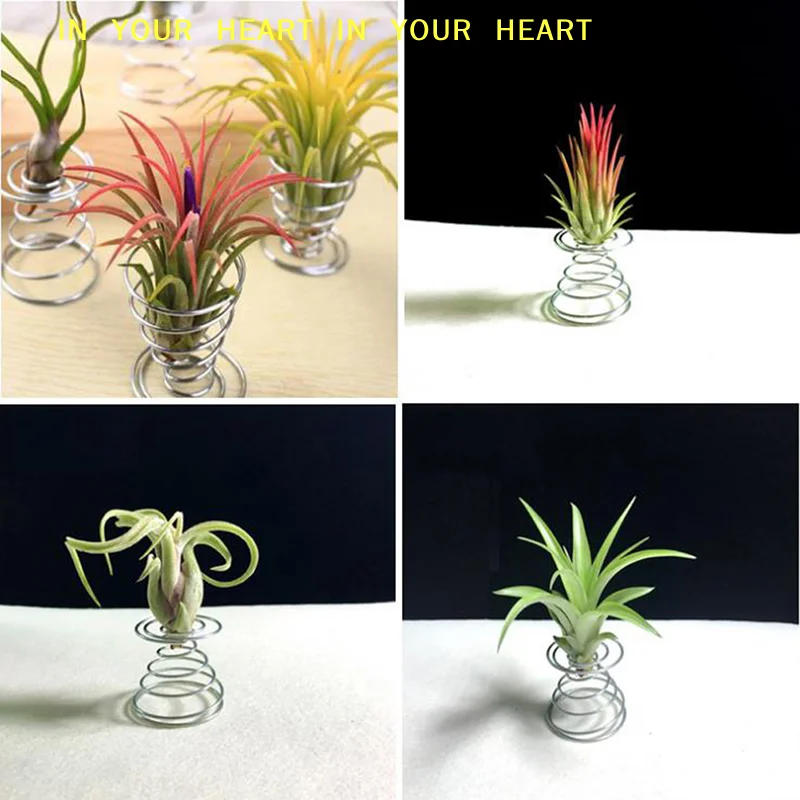 【X】Braket Kawat Aluminium 6 Bu - Air Plant Tillandsia ulasan dan harga