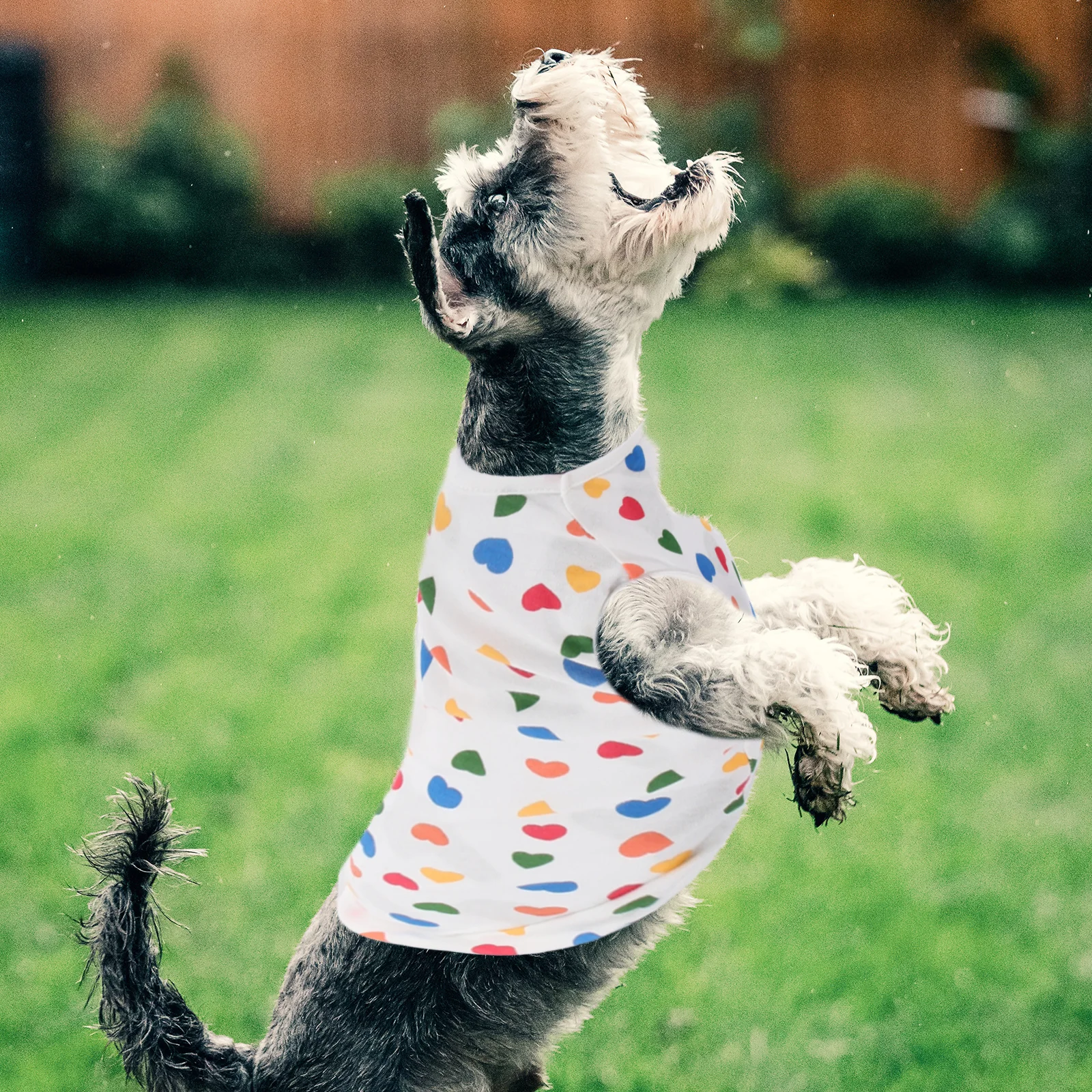 قميص كلب رائع، ملابس للحيوانات الأليفة، ملابس مزخرفة، قطن عالي الجودة، قابل للتنفس، متين، سهل الارتداء، مثالي للصور اليومية