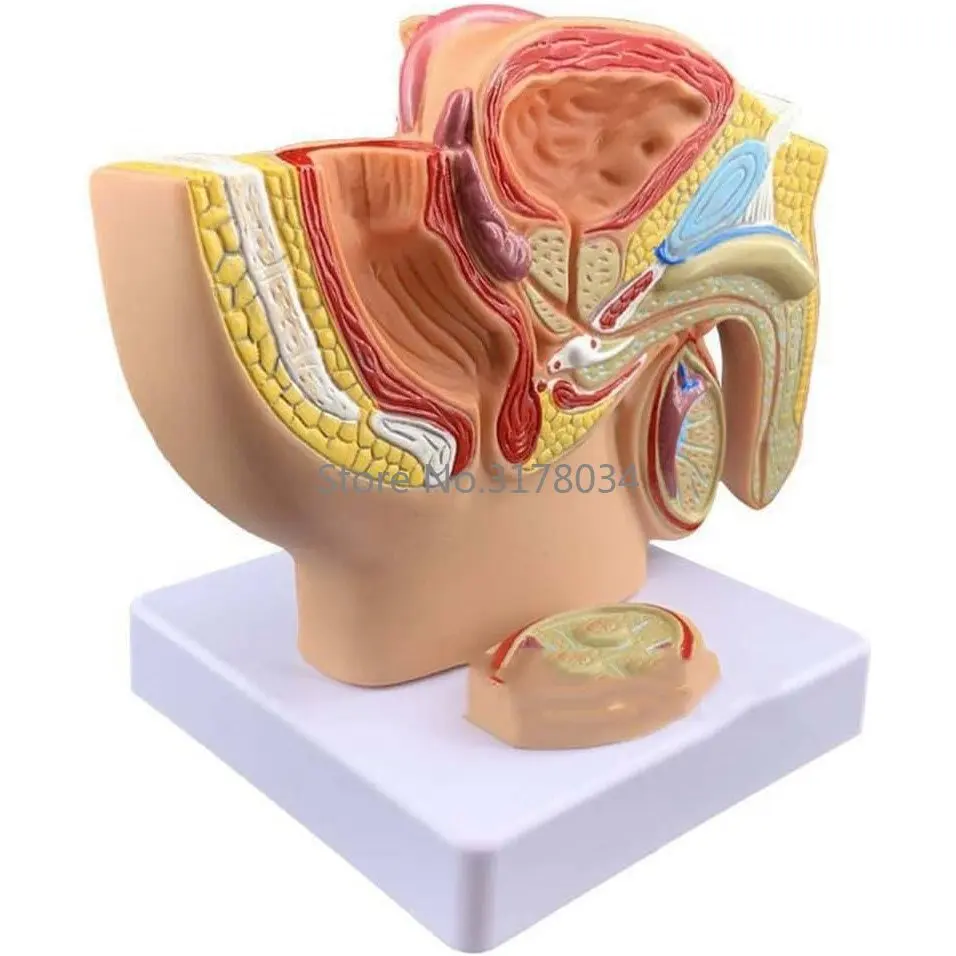 Male Pelvic Cavity Sagittal Section Model Human Reproductive System Genital Organ Demonstration Teaching Anatomical Model