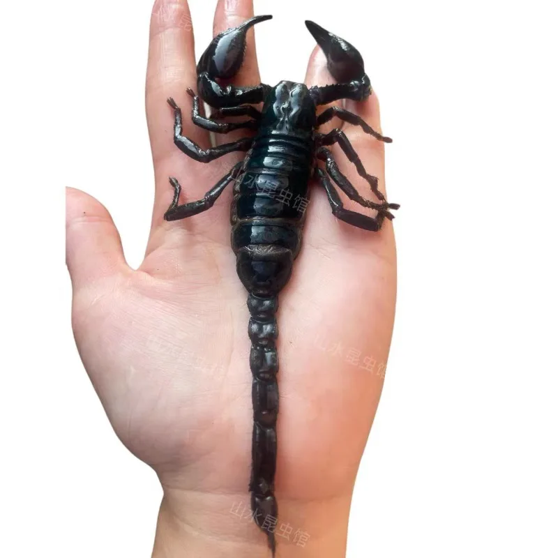 

Research on DIY Craft Teaching of Heterometrius Petersii Real Scorpion Specimen Insect Specimen Personality Specimen Statue