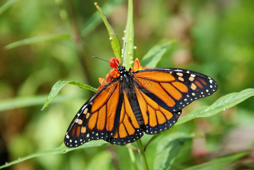

Оригинальные шины/колеса, 4 шт./компл., для радиоуправляемых машин и грузовиков MJX 14209 1/14, запасные части