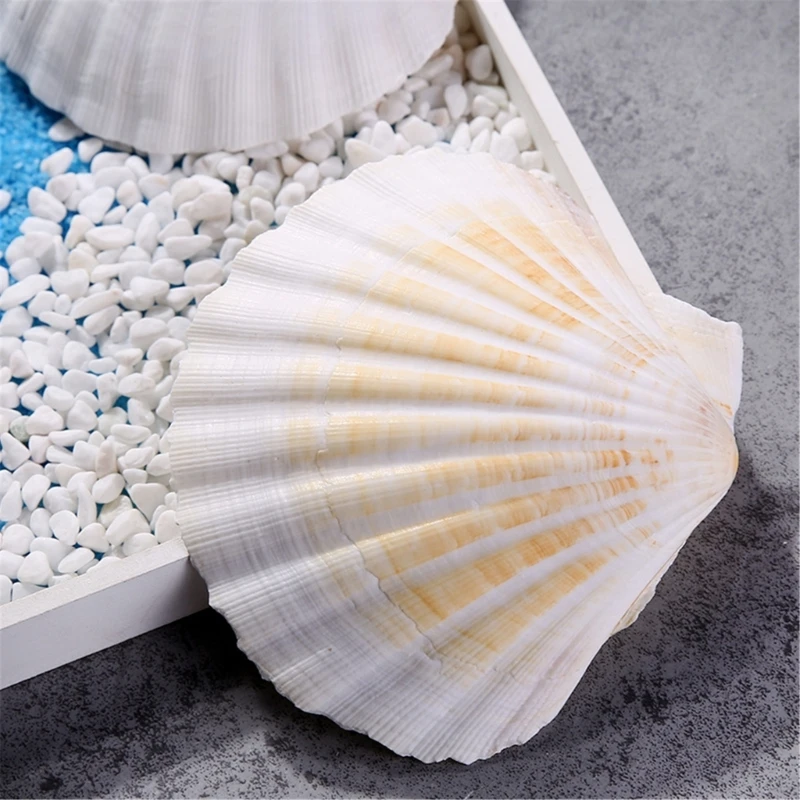 Pacote artesanal com 10 conchas grandes vieiras para decorações festas com tema do mar