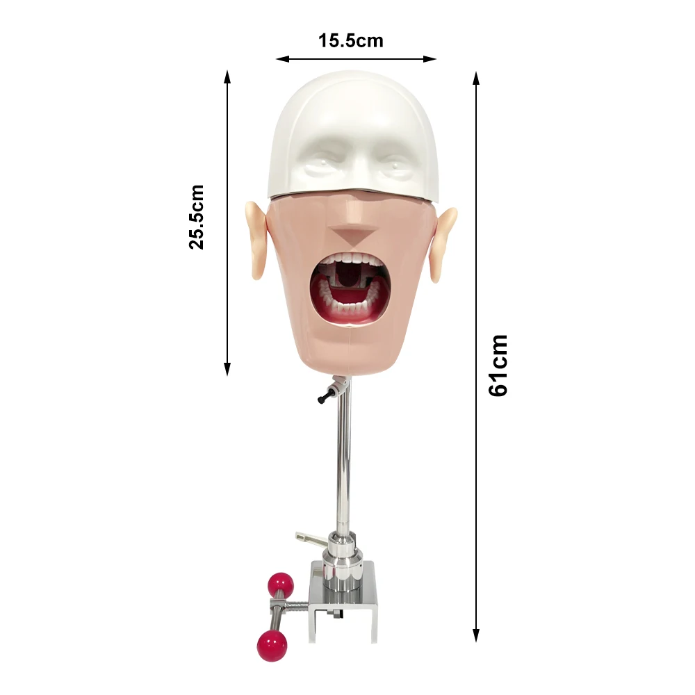 تدريب الأسنان القزم فانتوم مع نموذج رأس الأسنان محاكاة الأسنان لتعليم ممارسة دراسة وحدة طب الأسنان