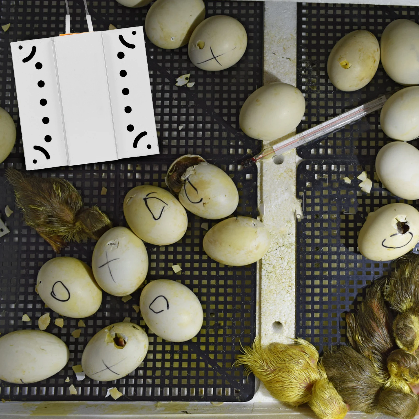 

Constant Temperature Incubator Heating Sheet Small Heater Aluminum Alloy Egg Element Accessory