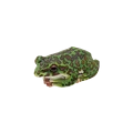 tree frog