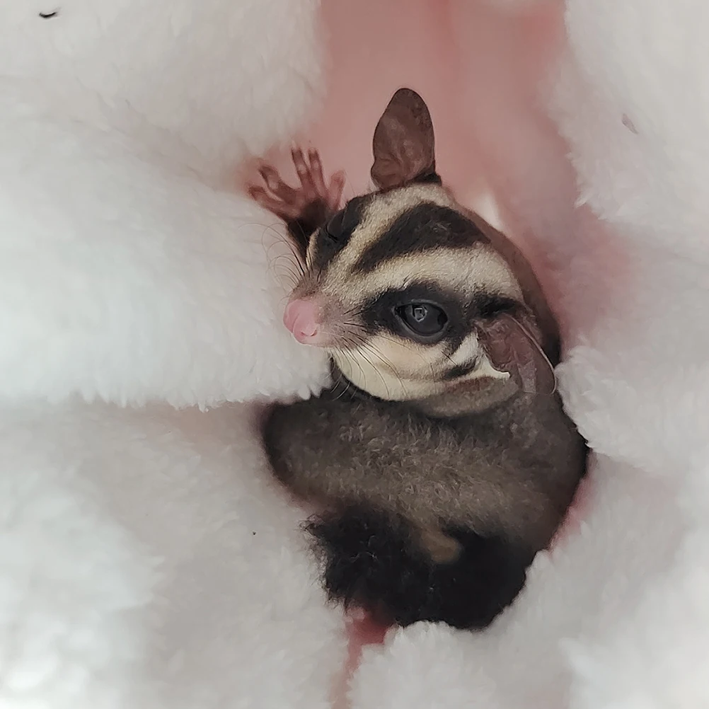 

Pet Warm Cotton Nest Comfortable Hammock Bed for Hamster Rat Chinchilla Guinea Pig Squirrel Four Seasons Resting Toy