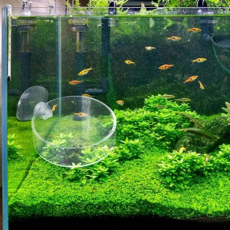 Piatto di alimentazione per gamberetti di dimensioni mini, acquario, acquario, rettili, ciotola per mangiatoia con ventosa, materiale acrilico