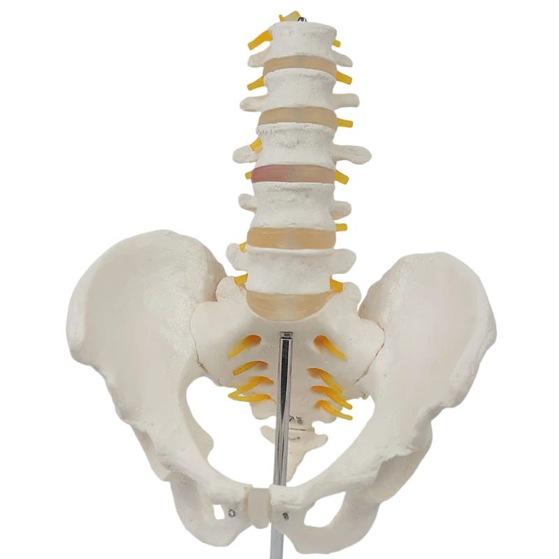 Mini Human Pelvic With Five Lumbar Vertebrae and Femur Spinal Column Spine Model Skeleton Anatomy Educational Equipment
