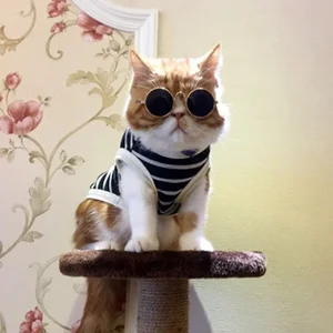 Schöne Augenwärme kleine Hundebrille, Tierzubehör, Fotos, kleiner Hund, 1PC Hauptverkaufsnetzschutz für CAES - №3