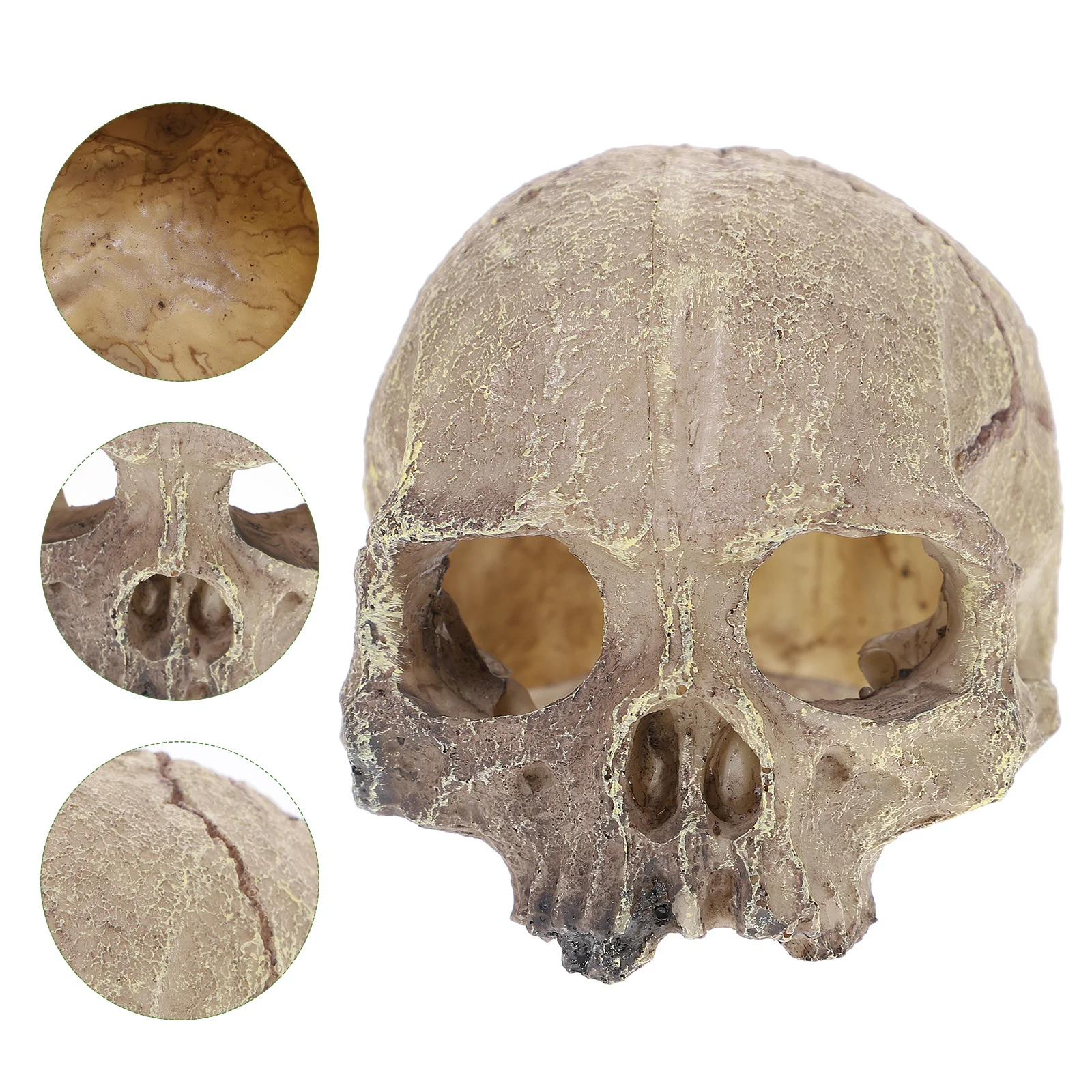 

High Grade Resin Human Skull Aquarium Ornament Odorless Safe Funny Decor for Home and Aquarium Random Color Skull Ornament