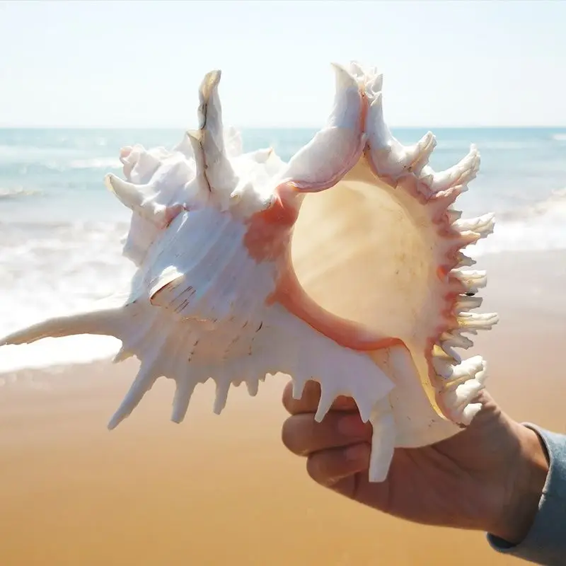 Natural Giant Spider Conch Shell for Aquarium Decoration and Ocean Theme Home Decor image 4