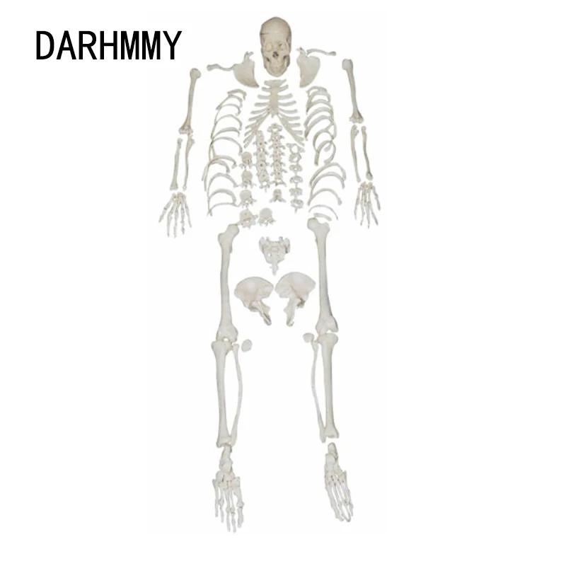 DARHMMY PVC Material Human Disarticulated Skeleton Model Include Skull Anatomy Life Size Medical Model