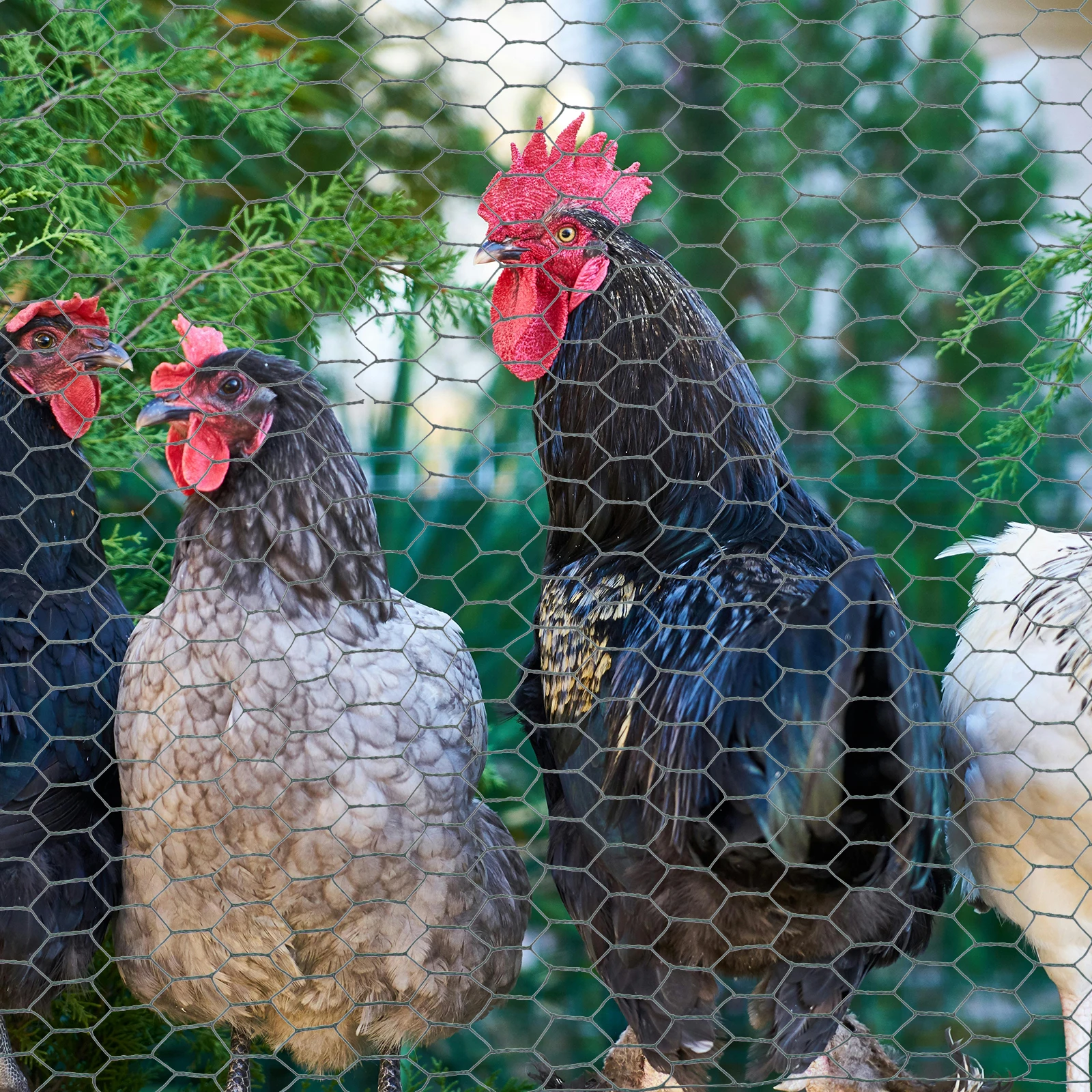 

Green Coating Lightweight Woven Chicken Cage Net Wire Mesh Garden Fence Poultry Enclosures Floral Supplies Chicken Wire Roll