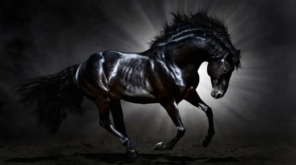 BLACK STALLION IN SPOT LIGHT GALLOPING HORSE ANIMAL Art print Silk poster Home Wall Decor