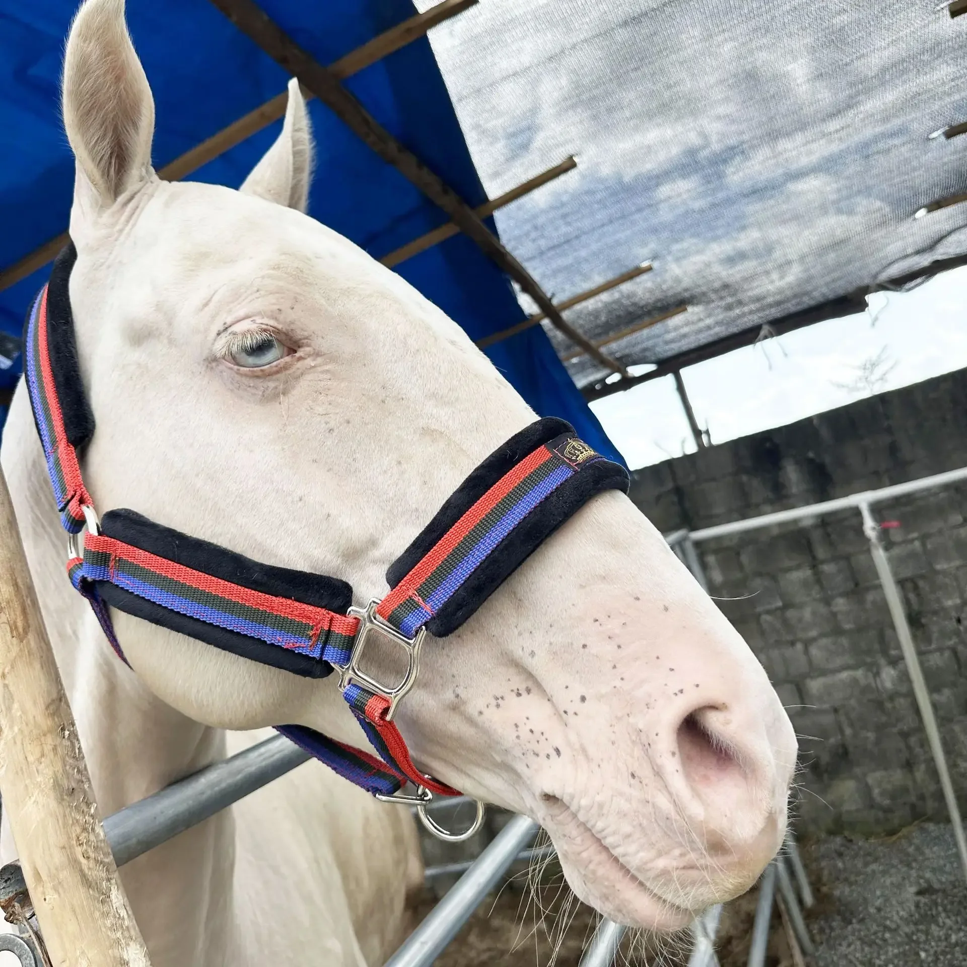 

Bridle head halter reins wear-resistant textile full set of lead rope harness equestrian supplies