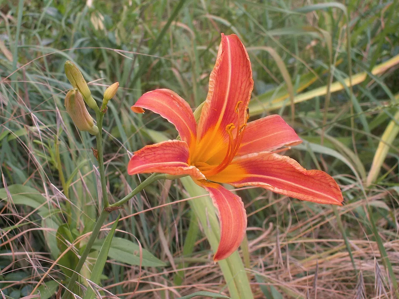 145 Uds. Semillas de Hemerocalis Rojo Vino Aterciopelado, Flor Vivaz Resistente de Larga Floración para Jardín, Bordes y Macizos