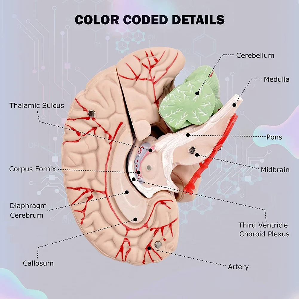 Human Brain,Life Size Human Brain Anatomy Model with Display Base, for Science Classroom Study & Teaching Display B