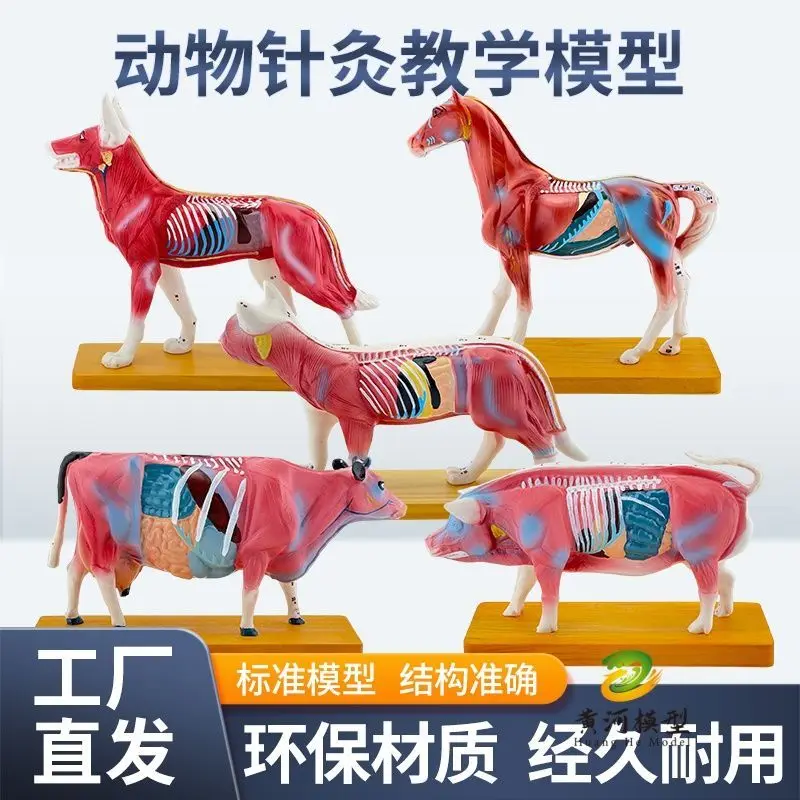 Dog Body Acupuncture Model, Animal Acupuncture Model, Dog Acupoint Model, Cat, Pig And Horse Anatomical Specimens, Genuine.