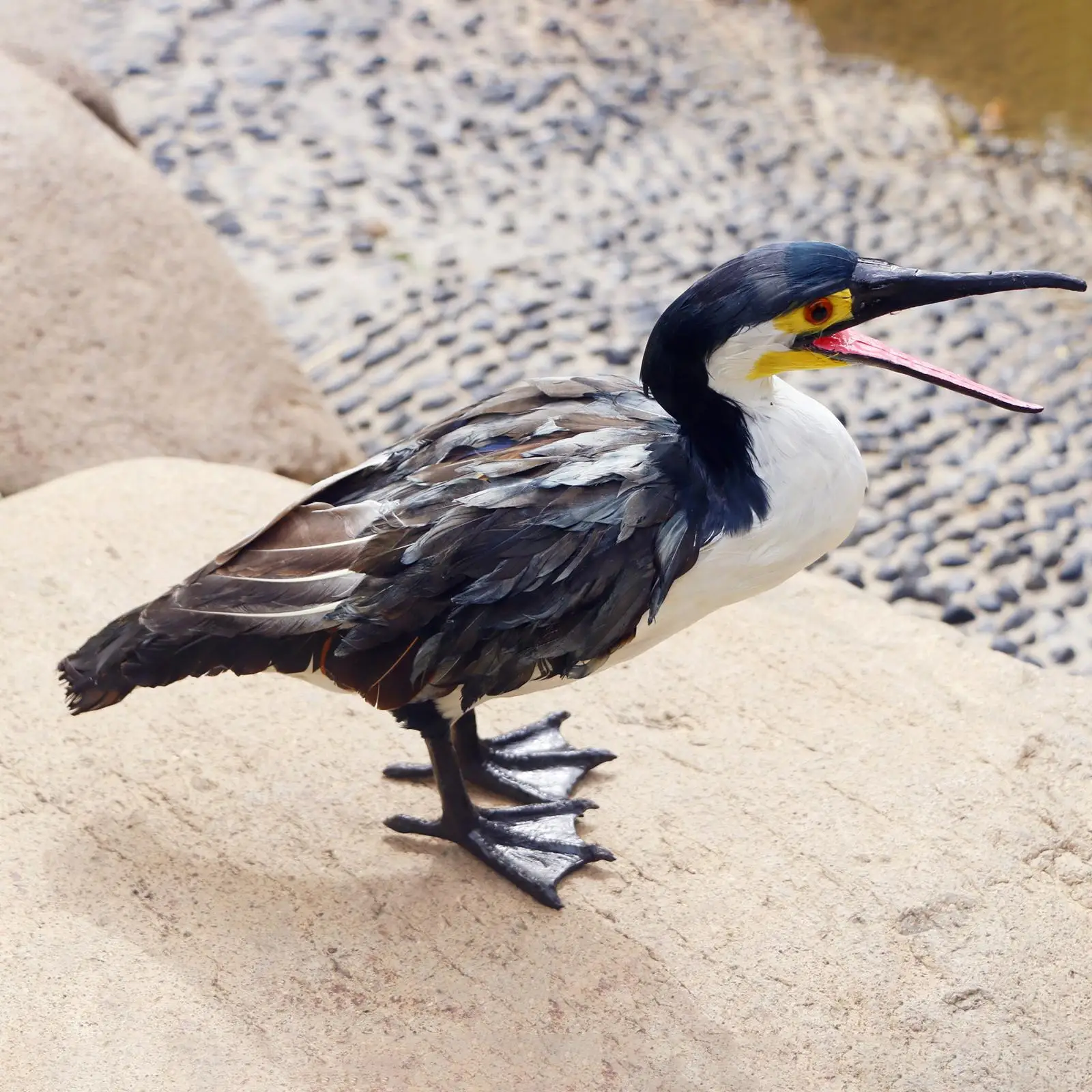 

Статуэтка корпорала (птицы) для декора сада, офиса, дома, улицы, рабочего стола