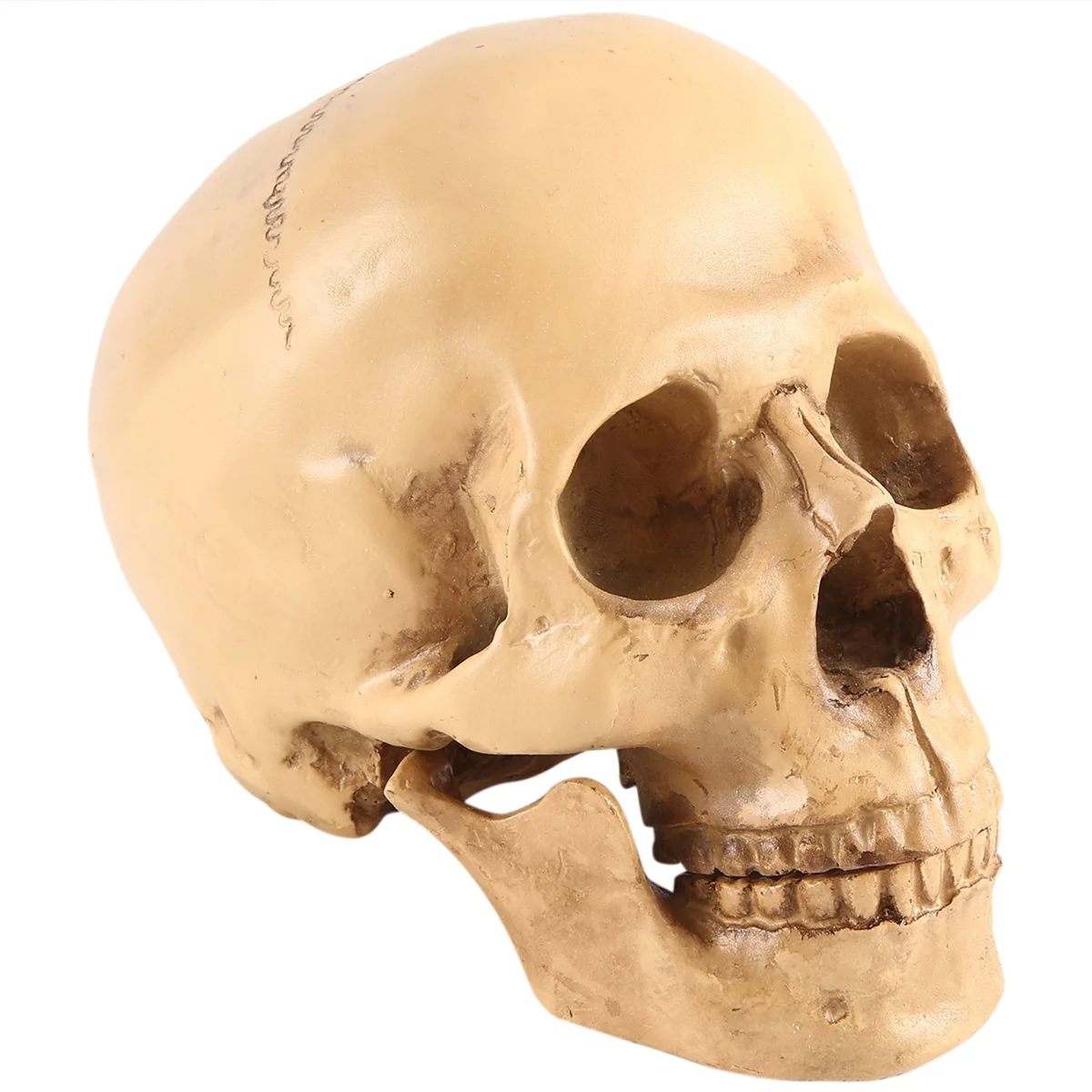 Model 1: 1 Resin Human Skull Anatomical Teaching Decoration Yellow