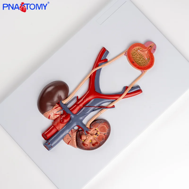 

Human Urinary System Model Ureter Bladder Urethra Model Kidney Anatomy Model