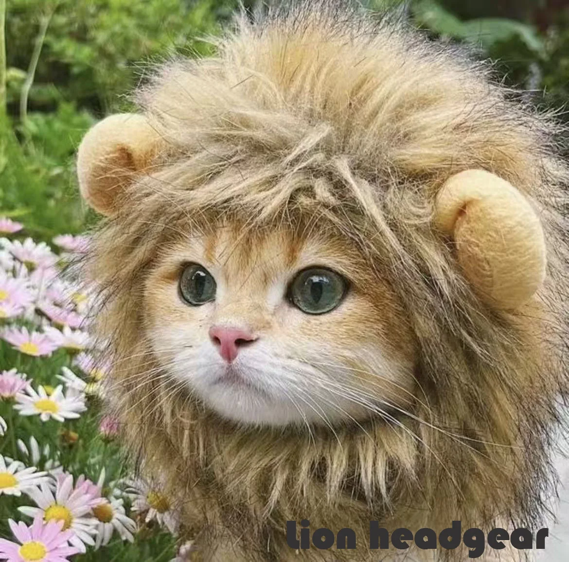 yZ[zV킢ʔybgLbv킢L烉CÎĂ݃RX`[nEBRXvqLp[eB[pi