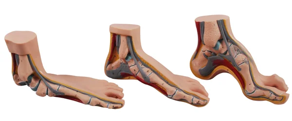 

Foot Arch Model Medical Science Feet Anatomy Simulator Educational Guidance Study Teaching Aids for Middle School and Hospital