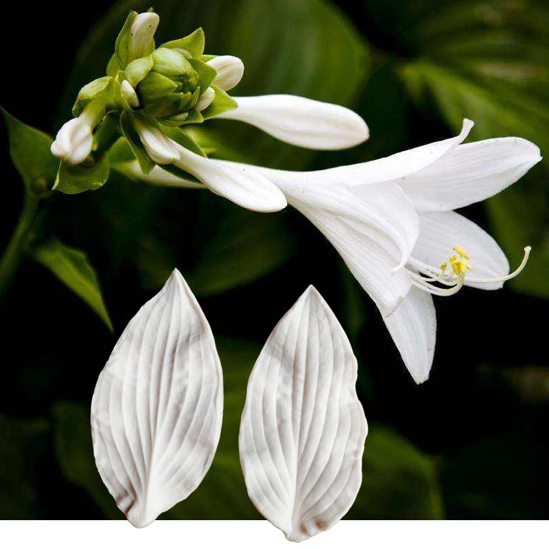 Hosta Lily Petal Veiner Silicone Mould Silicone Mould Candle Wax Flowers Veiner Sugarart Cold Porcelain Sugar Clay Craft CaM2115