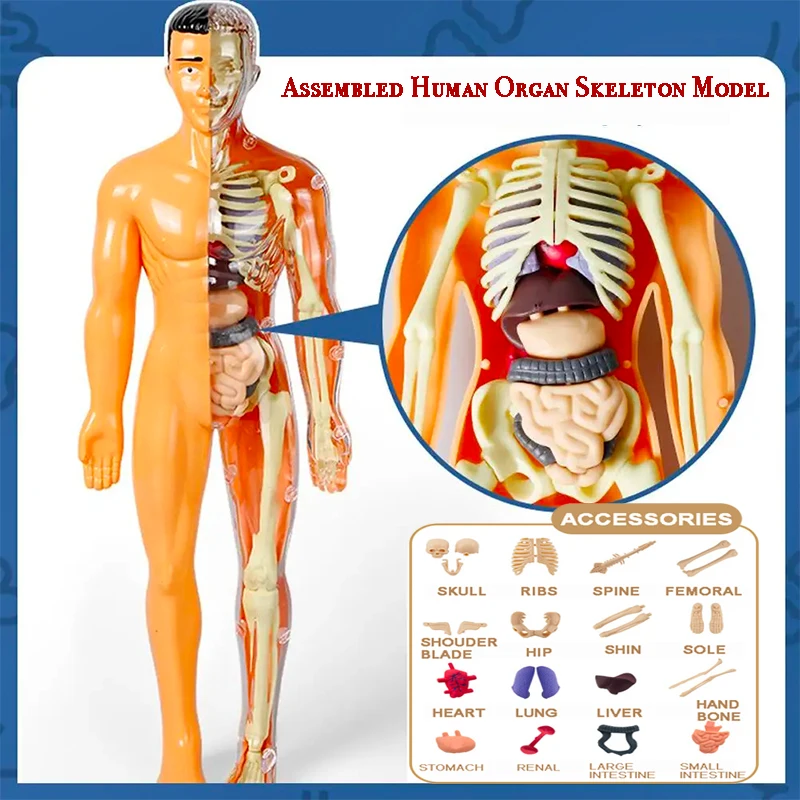 3D Montessori Puzzle Human Anatomy Model Children's Educational Toy Simulate Biological Learning Organs STEM Body Learning Tools