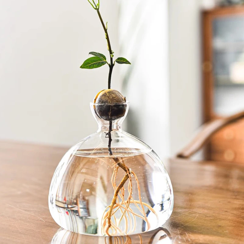 Avocado-Baum-Anbausatz, Avocado-Samen-Startervase, Glas-Blumentopf mit  Avocado-Aufklebern, Pflanze fr den Innenbereich, Gartenarbeit, Geschenke -  AliExpress 15