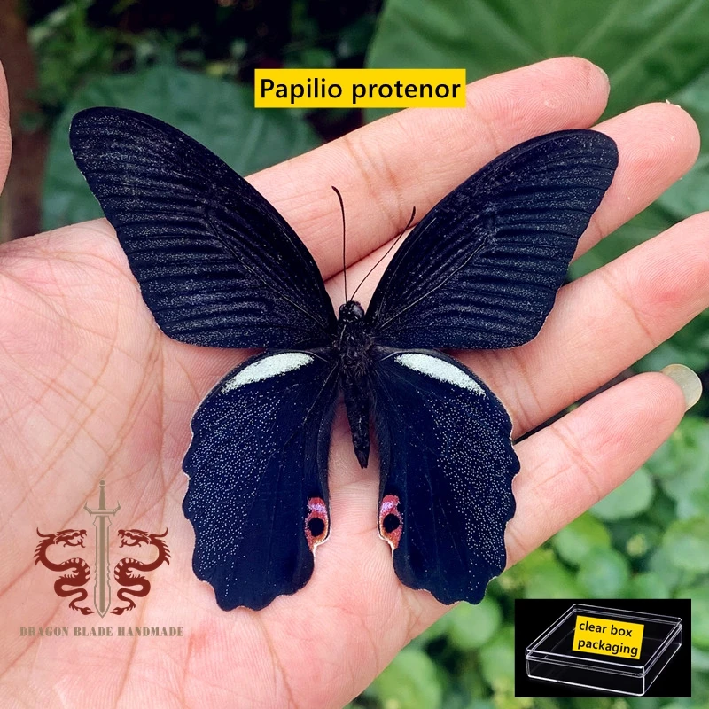 Butterfly ornament Papilio protenor, 1pc wings spread A1/A- high quality, Decorative Display Collection Gifts