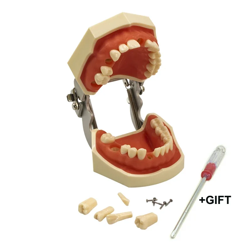 

Teeth Model Tooth Preparation Exercise Model Removable Tooth Teaching Model with Screwdriver Dental Tools