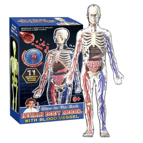4D Human Body Model for Kids Anatomy Skeleton Removable Simulation Organ and Skeleton Detachable Bone Body Education Models