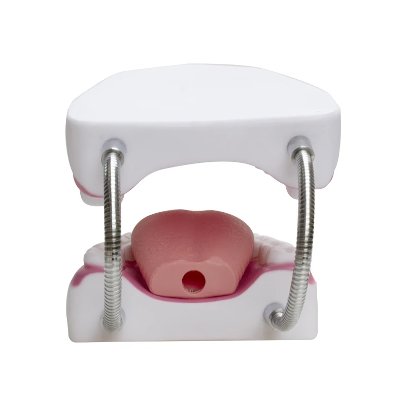 Six Fold Magnification Dental Modeling Teaching, Brushing Teeth, Tongue Fixation, and Dental Modeling for Kindergarten Children