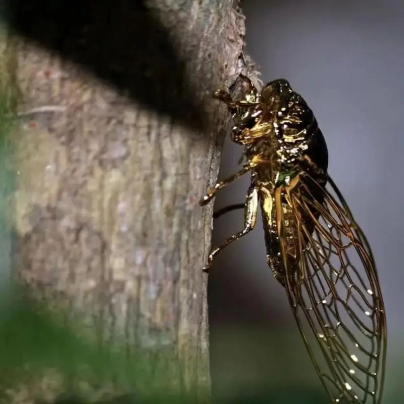 Creative Exquisite Cicada Figurine Mini Hollowed-out Alloy Animal Statue Retro Anti-rust Desktop Small Ornament Gift