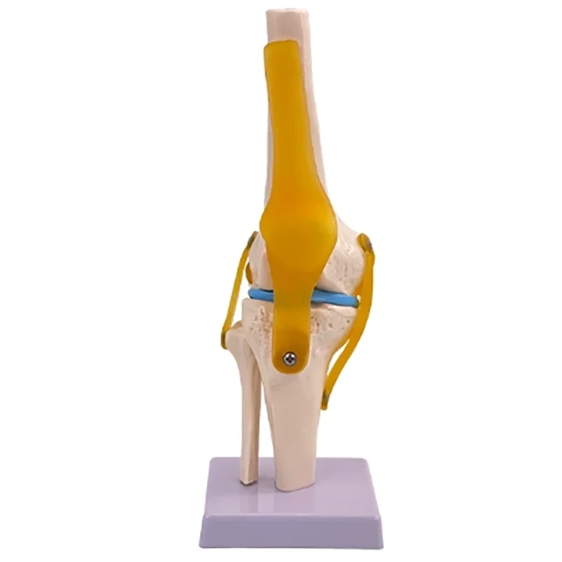 1:1 Human Joint Model Knee Shoulder Elbow Hand Foot Hip Bone Model