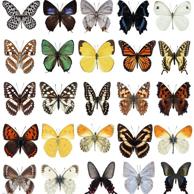 10PCS/ Real Beautiful Butterfly Specimens for Hobbies DIY Photo Frame or Home Wall sticker (Random shipments)