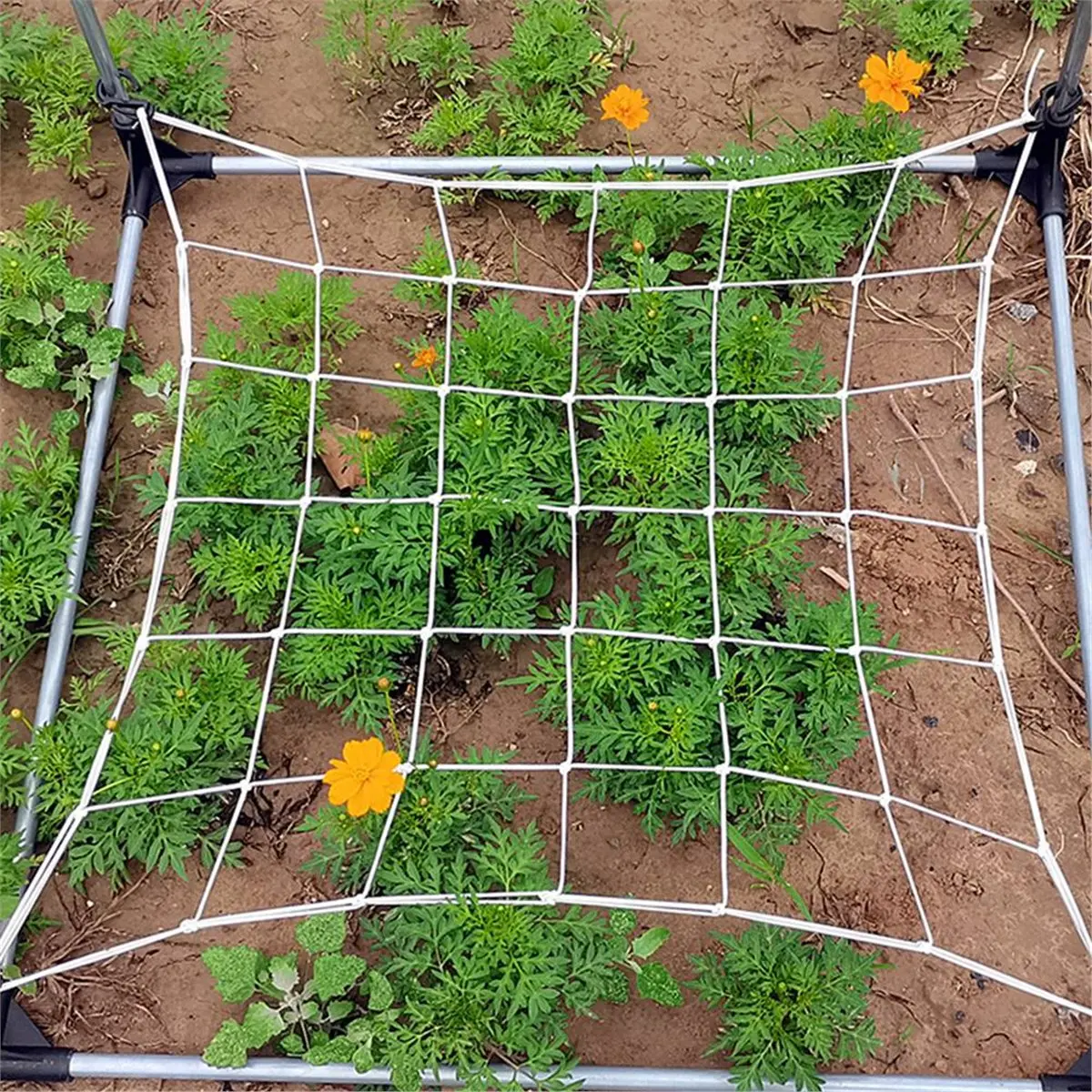 A78I Mesh Highly Elastic Trellis Netting with Hooks for Grow Climbing Plants Vegetables Fruits Flowers Gardening 120x120CM