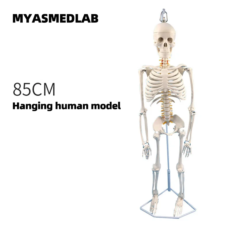 85cm Human Skeleton Model, Full Body Skeleton Human Model, Adult Small Skull Teaching Spine Model